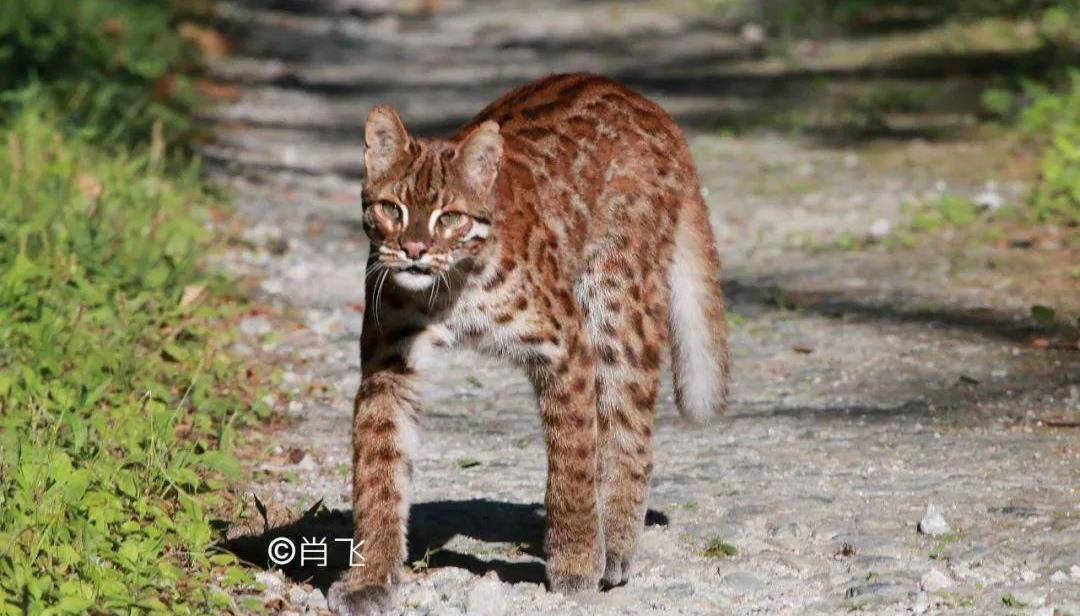 而另一些民族则认为随身携带一根金猫毛就足以让老虎吓破胆了