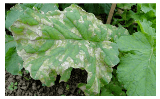 一文读懂,大棚留种萝卜病害的综合防治方案!_发病_病菌_花梗