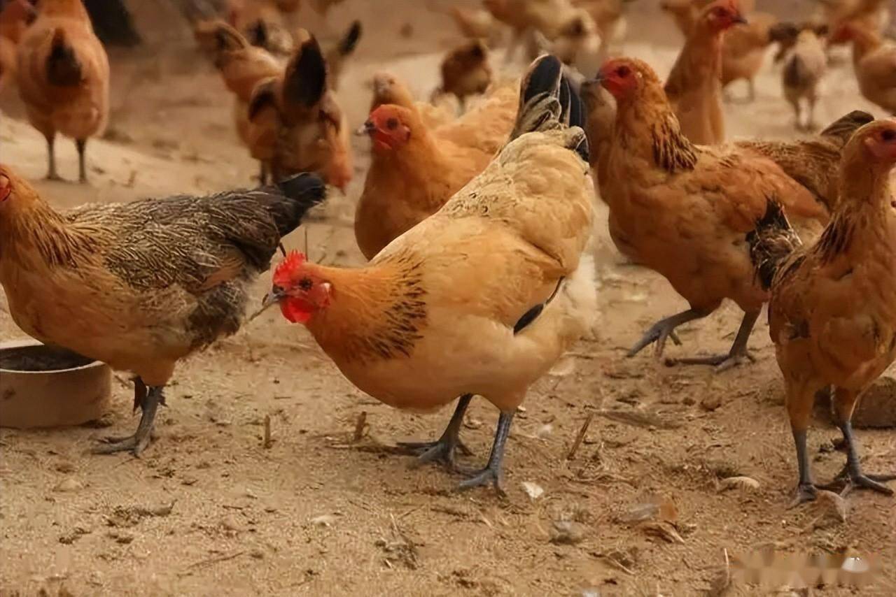 鸡群应该在什么时候增加维生素的用量?