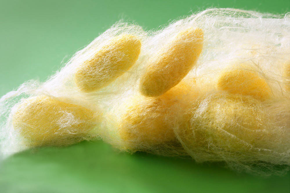 不同蚕种|琥珀蚕的科普_桑蚕_野蚕_家蚕