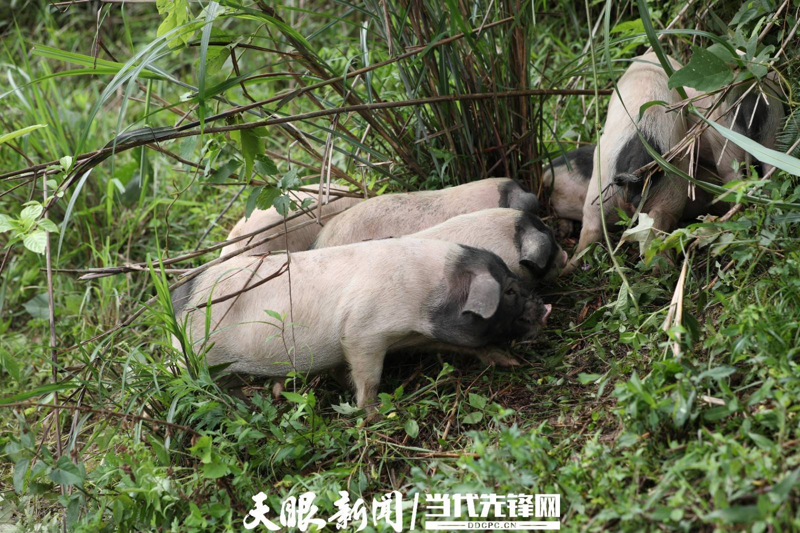 剑河县独有的国家地理标志保护产品——剑白香猪_张楠楠_晏学源_刘梦