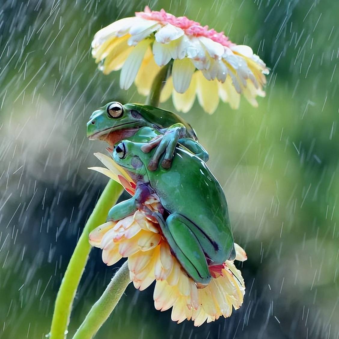 哪些小动物能预知下雨图片