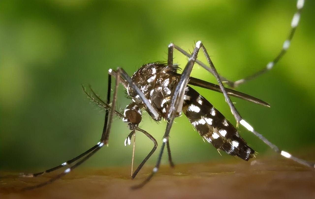 美国要放出24亿只转基因蚊子,恐制造超级杂交蚊子_自然界_数量_地球