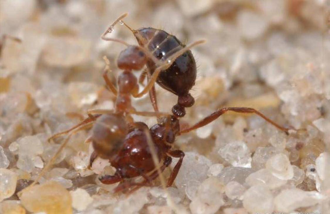 红火蚁的毒素对它无效,反被打的落花流水