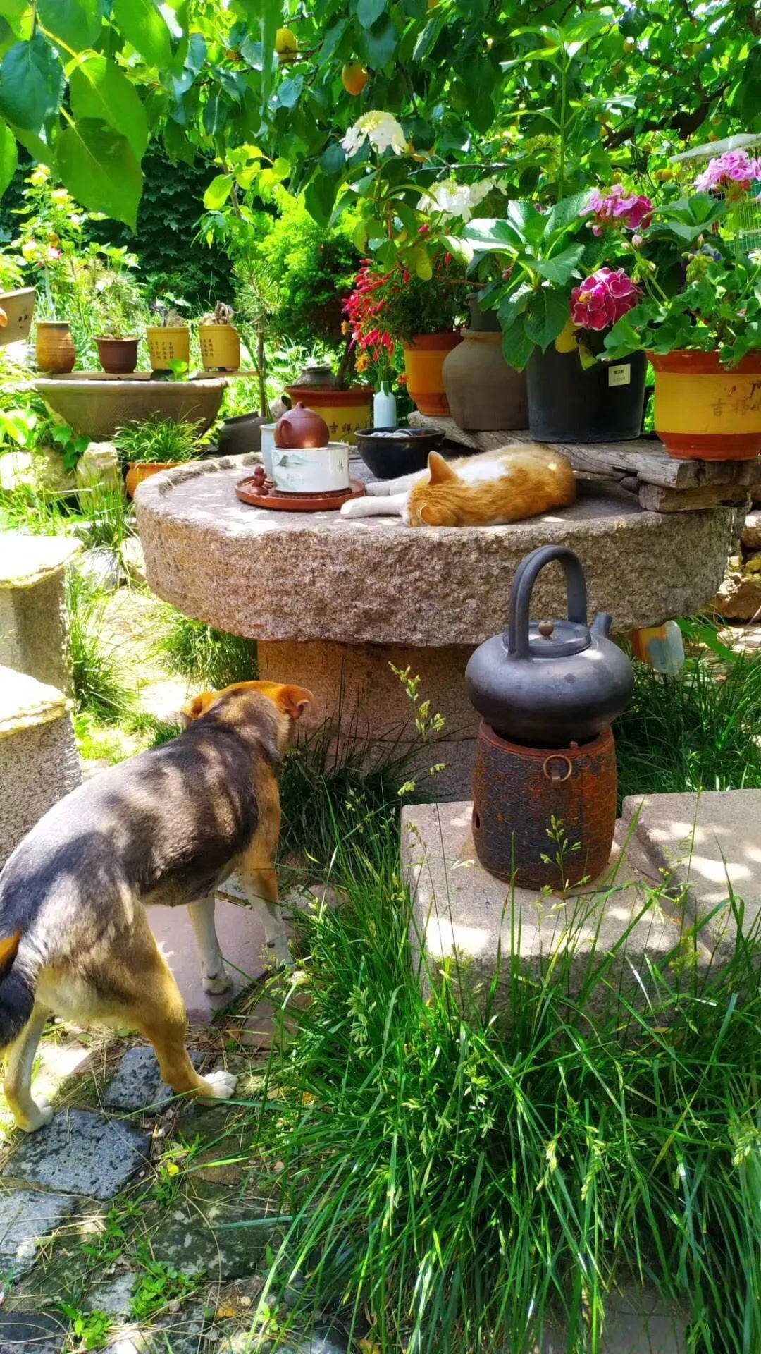 诗酒田园的院落生活,花做篱笆,诗意为墙_院子_美景_四季