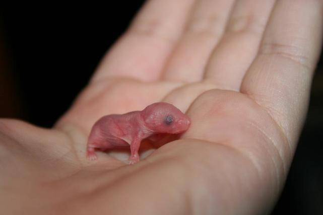 刚出生的老鼠,图源:shwsie由于人类自身生产力水平的提升,所以可供