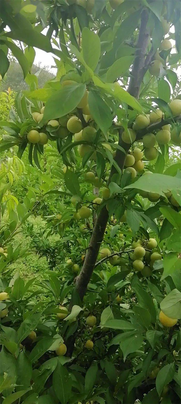 涞源秋子熟了赶快来采摘错过又等一年