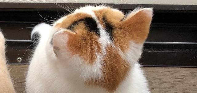 极品猫咪后脑勺大赏,好想把猫薅秃头啊……_头发_猫猫_脖子