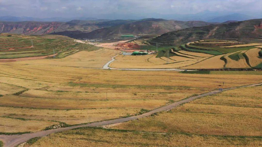 临潭县城关镇:万亩青稞开镰收割_收割机_种植_秋收