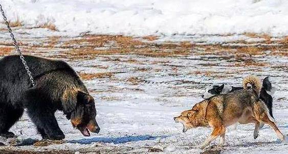 猎熊犬却和黑熊成为好朋友,每天一起玩闹,但主人不乐意了_俄罗斯_都会