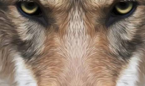 体型最大的狼,站起来身高超2米,战斗力超强还爱找帮手!