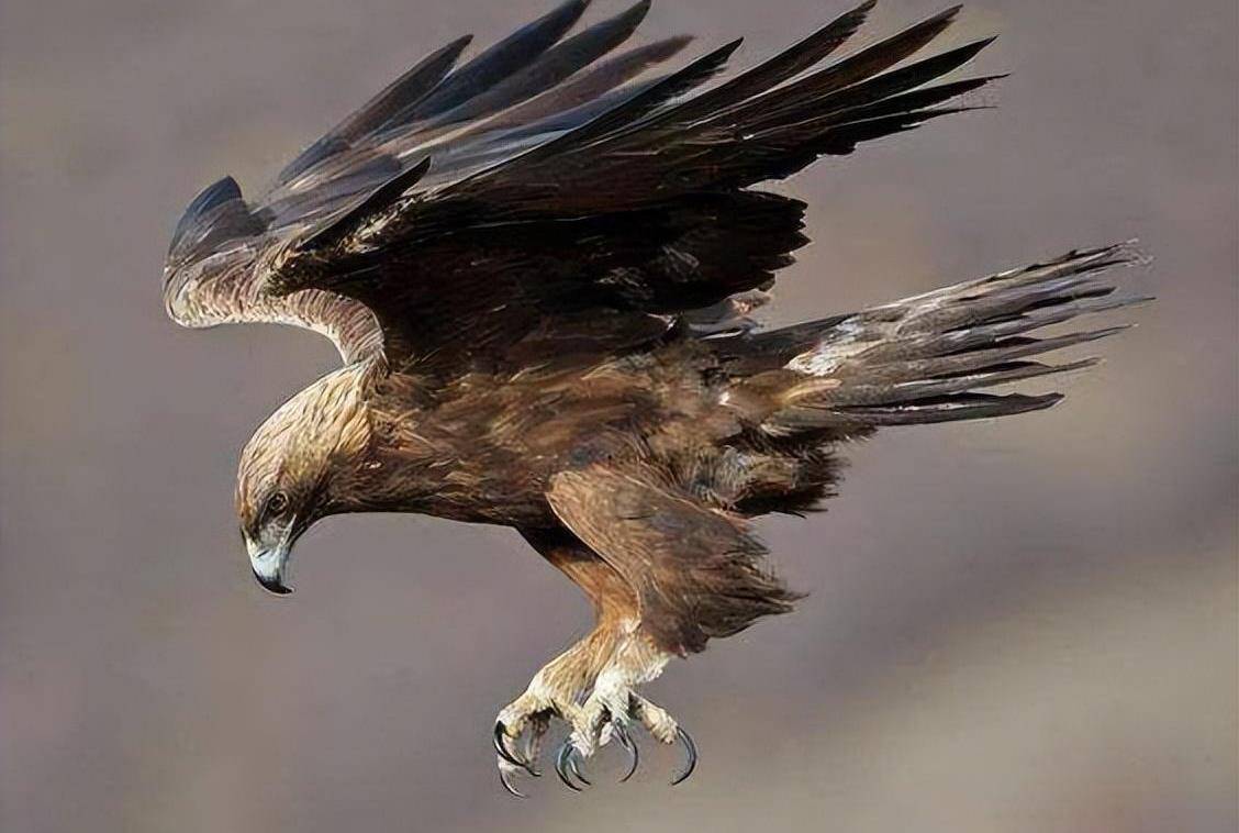 狼的天敌是什么?是金雕和欧亚猞猁?我们接着看_黑色_白色_体长