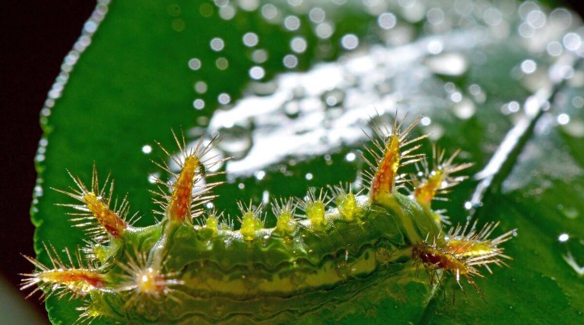 如何消灭洋辣子?老农有办法_皮肤_植物_毒液