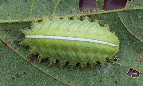 大树底下好乘凉,要小心"洋辣子"出没,被蛰了可以这样处理_解药_农村