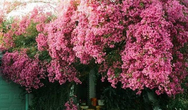 绣球_夏天_开花