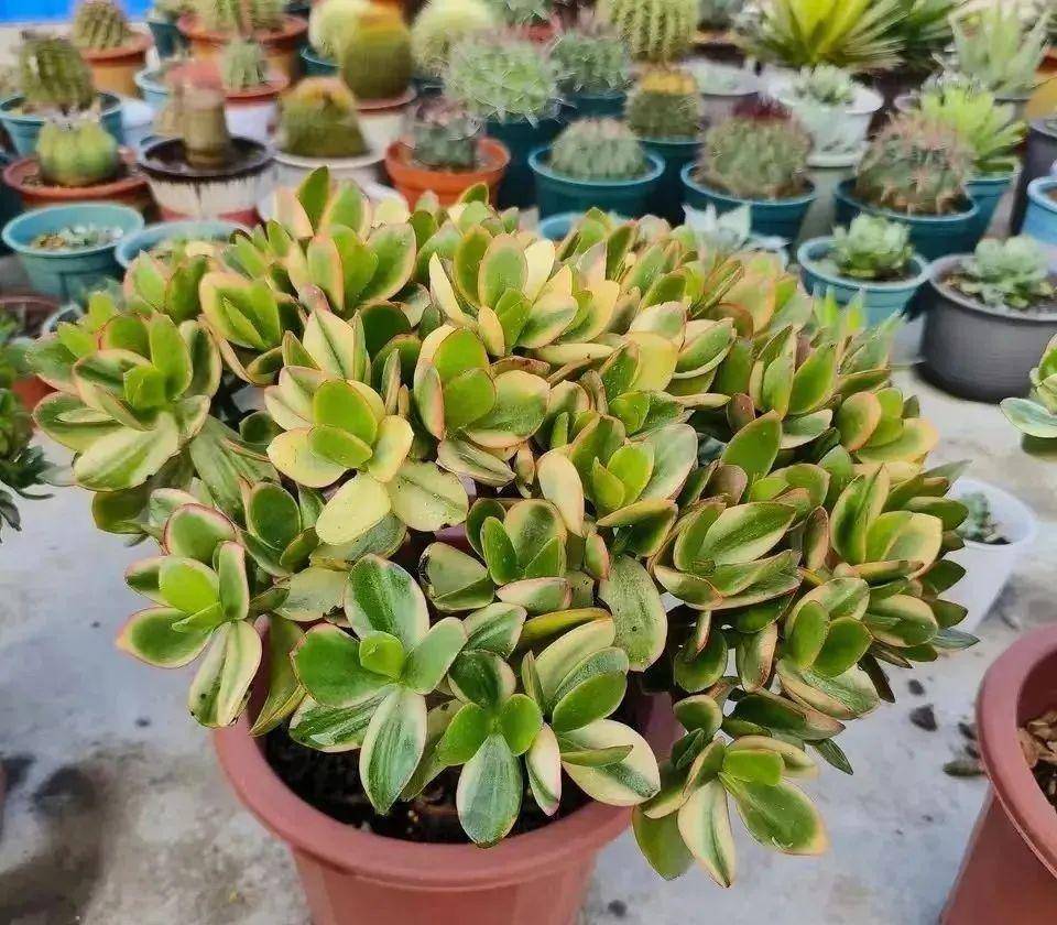 养这些花 越是 穷养 寿命越长 年年爆盆长疯了 玉树 开花 阳光好