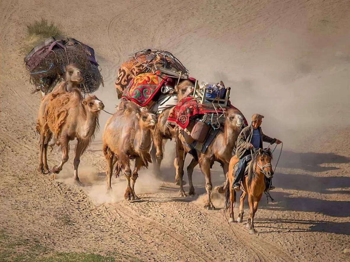 很少听说有食肉动物捕杀骆驼,是骆驼没有天敌,还是其它原因?