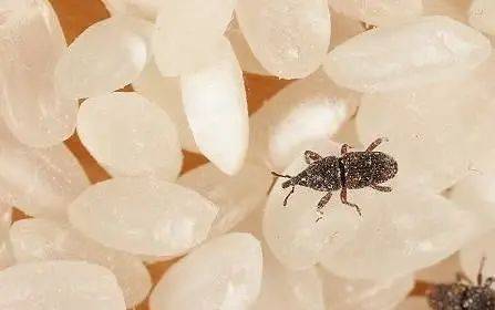 世界真奇妙一起来唠唠大米里的虫子从哪来_米虫_幼虫_米粒