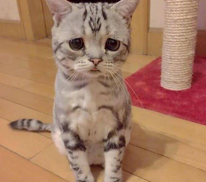 猫咪长着一副超忧愁的脸,网友:看这表情都舍不得欺负你啦!