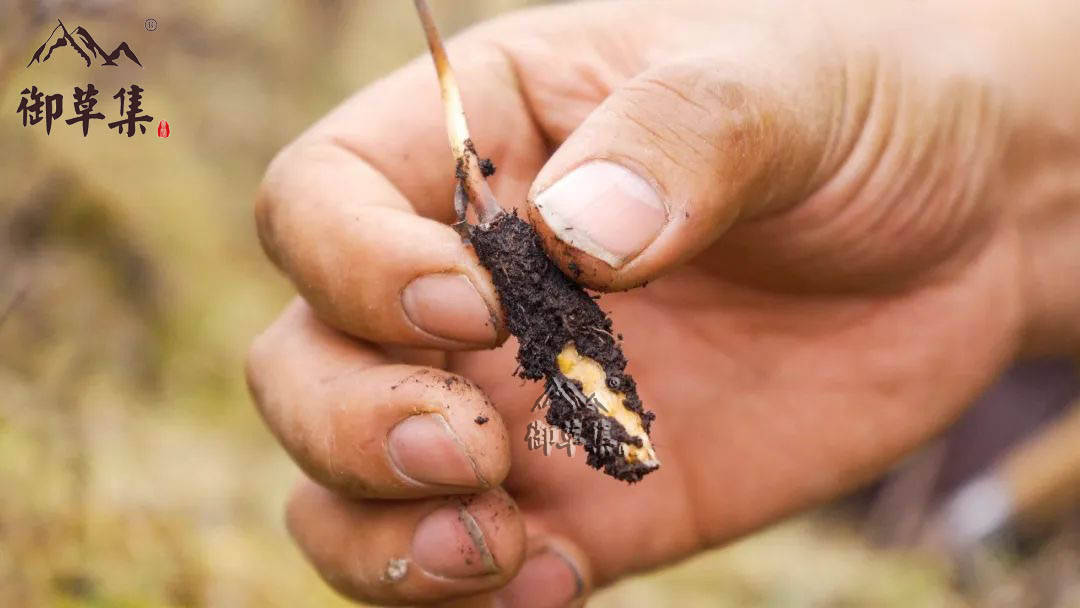 冬虫夏草之谜:竟然有冬虫夏草这种生物_幼虫_真菌_虫子