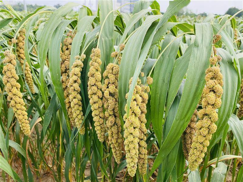 诗歌:黄谷子 红高粱_大地_春夏_土地