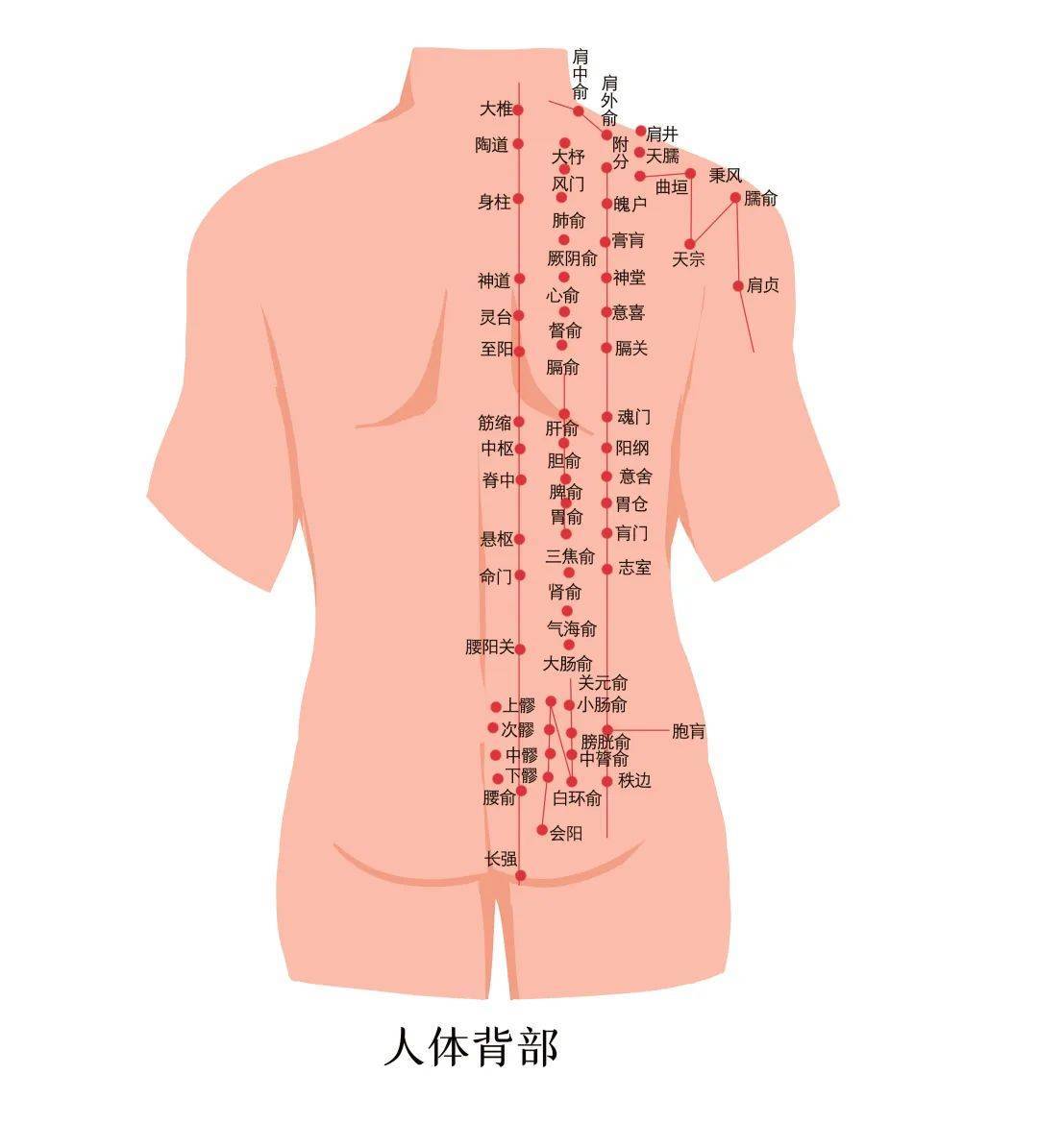 人体背部疼痛位置图图片