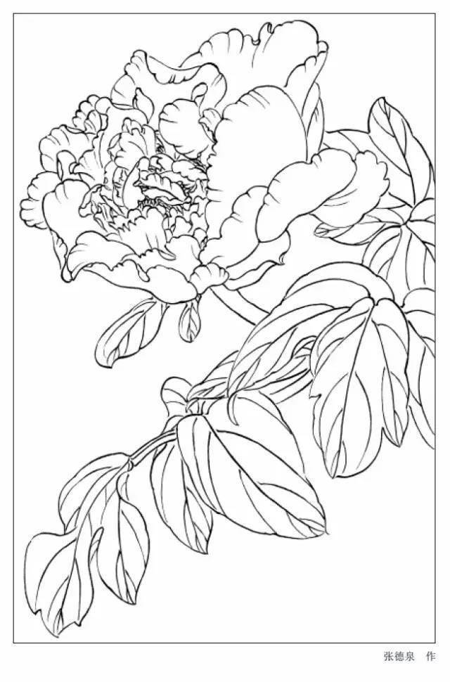 牡丹,毛莨科,为落叶灌木花卉,植株高度一般为四五十公分,也有高至二