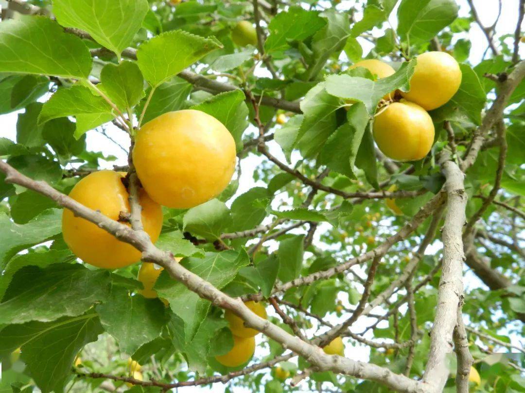 《那山那水我代言》敦煌李广杏 品质杏皮水_水果_生产_农户