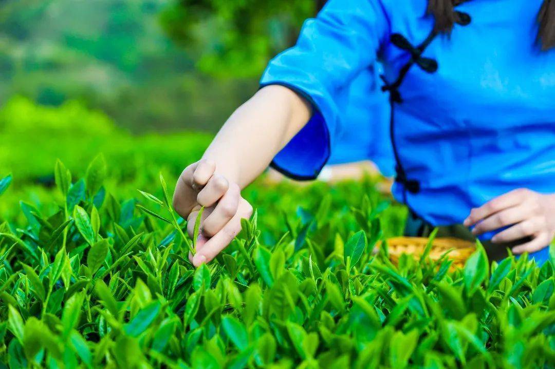 国家非遗传承技艺,这个中秋有人惦念这一口!_茶叶_安溪_品质