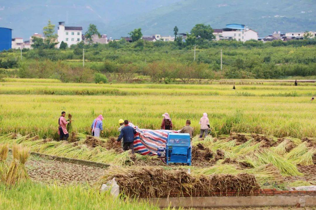 打谷子啰!汉源田间好"丰"景_稻田_秋收_谷杆