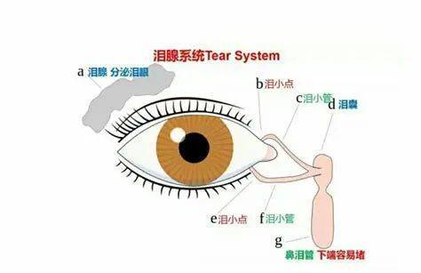 什么时候需要进行泪道冲洗？_泪液_功能_分泌系统
