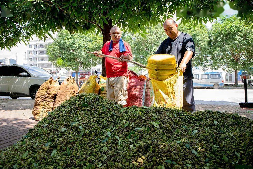 【乡村振兴】天等:八角丰收,农户增收_种植_龙茗镇_收购点
