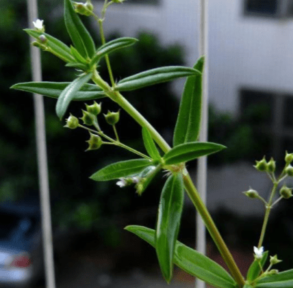 茎又很纤细,和牙签差不多的粗细大小,羊须草的叶子尖长形似蛇舌,所以