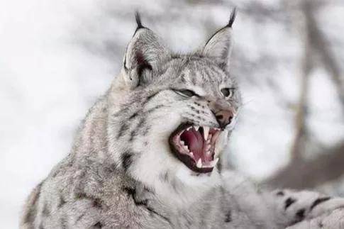 猞猁真的是狼的天敌吗?_狼群_猎物_森林