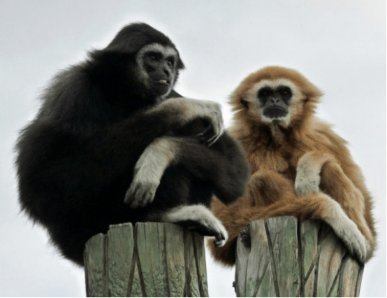 中国两种长臂猿野外灭绝，未来或能引进恢复？
