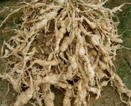 7种蔬菜高抗性害虫,一般药剂打不掉!怎么办?看答案!_防治_效果_根部