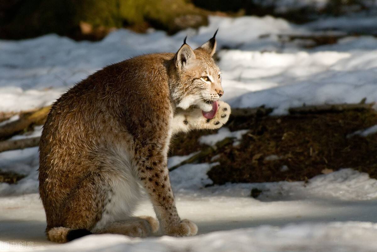 猞猁真的是狼的天敌吗?_狼群_猎物_森林