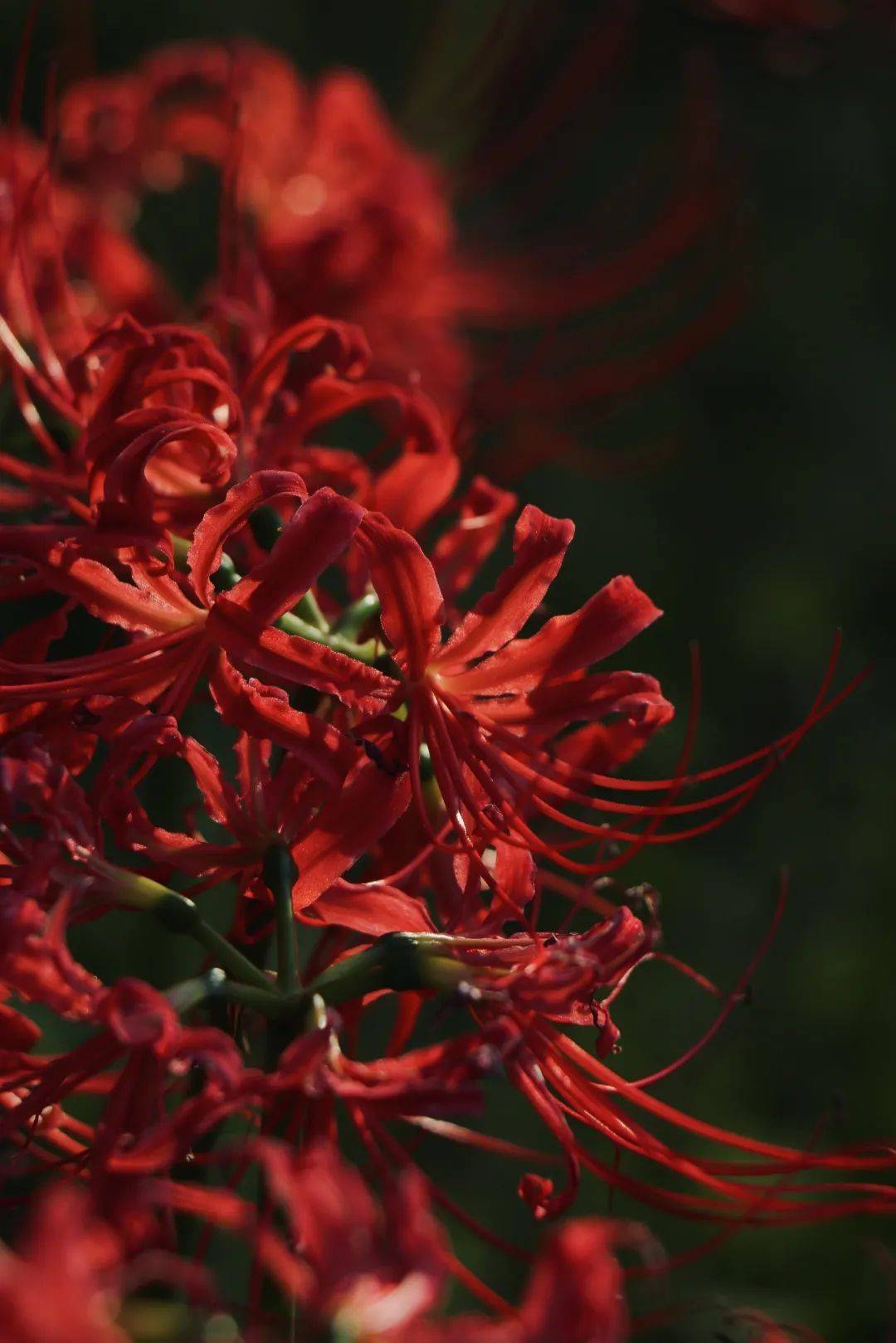 石蒜属植物家族庞大,颜色丰富,有20 余种,只有红色的石蒜花才叫彼岸花