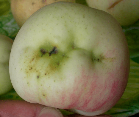 茶翅蝽若虫茶翅蝽成虫4.保护利用茶翅蝽沟卵蜂,平腹小蜂等天敌.3.