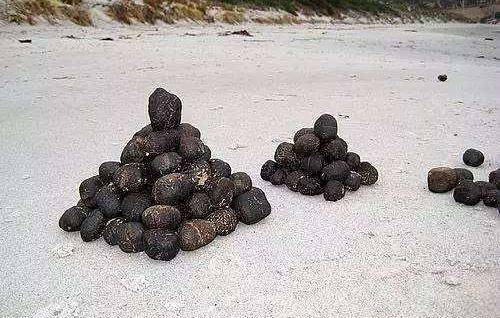 为什么袋熊拉出方形的便便?难道它的肠道是方的吗?_形状_动物_方块