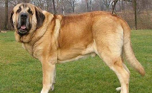 世界最古老的獒犬,各方面能力完爆藏獒,攻击力不输加纳利獒犬!