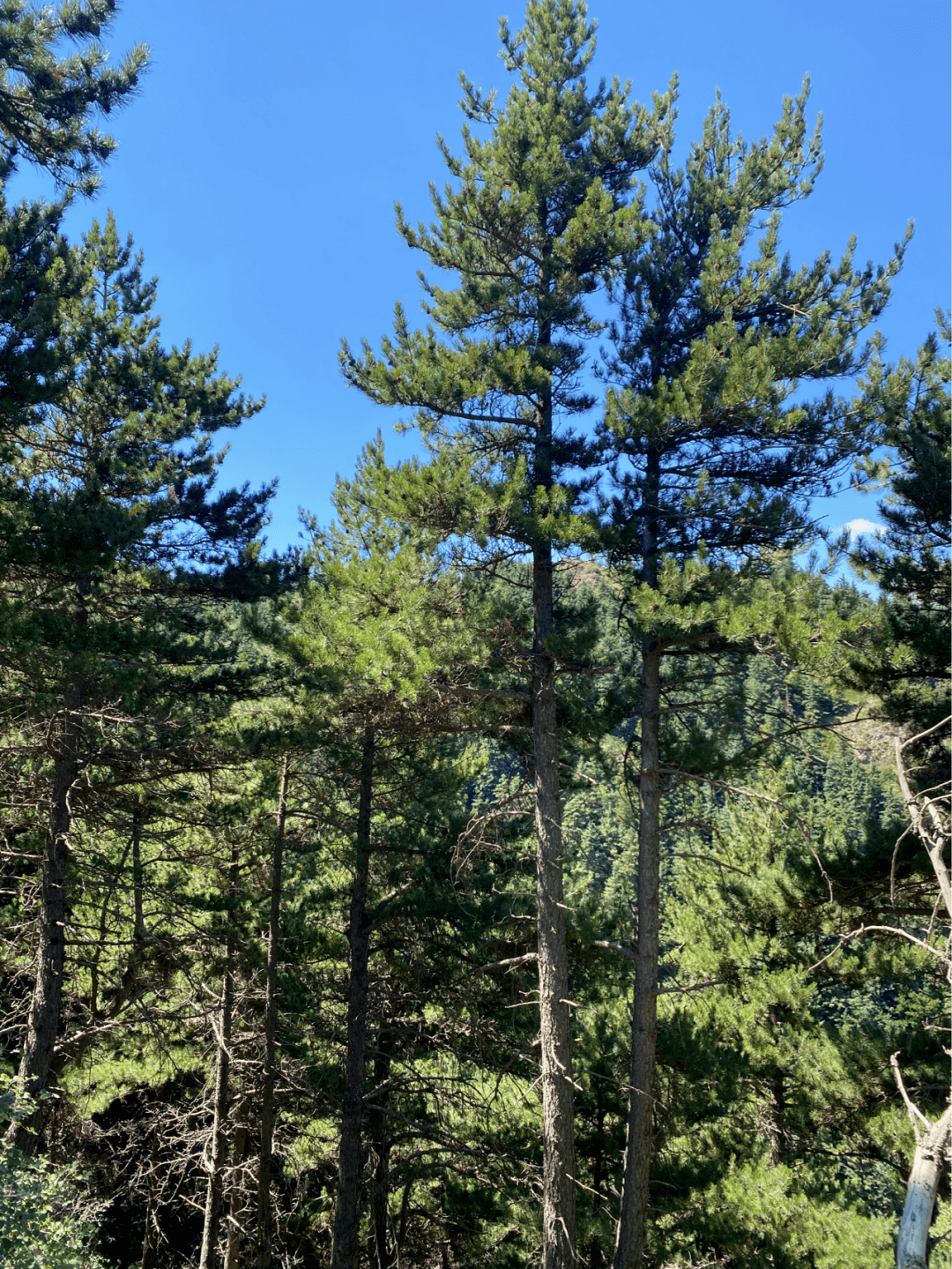 哈思山的最美瞬间,都在这里了_靖远_石门乡_靖安