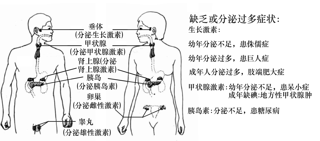 内分泌系统组成示意图图片