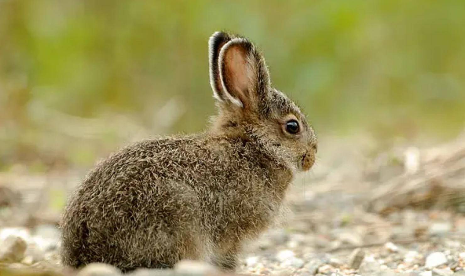 图片素材 : 野生动物, 哺乳动物, 动物群, 脊椎动物, 国内兔, 兔子和野兔 4320x3240 - - 109103 - 素材中国 ...