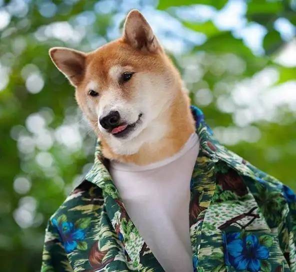 对,它就是流传在你我表情包里的那只氪金狗.