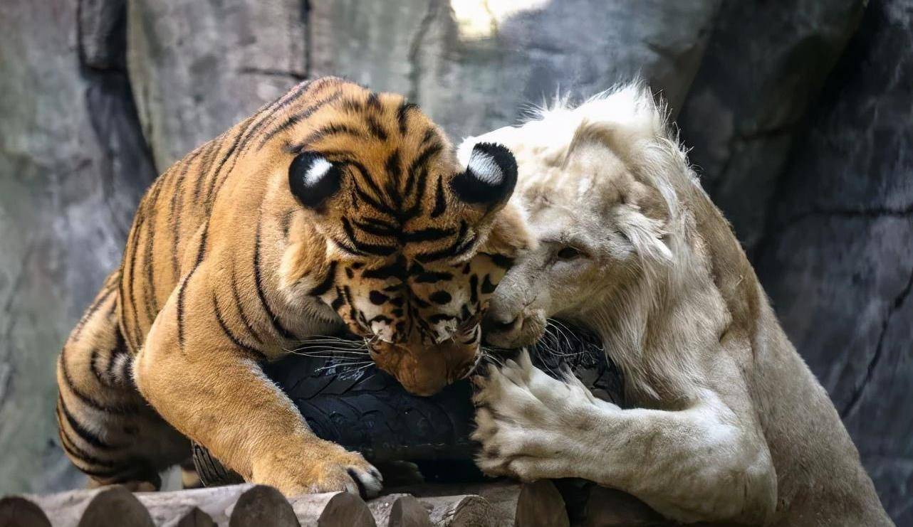 金虎,雪虎,而狮子中,只有非洲狮里的克鲁格狮才会出现白狮