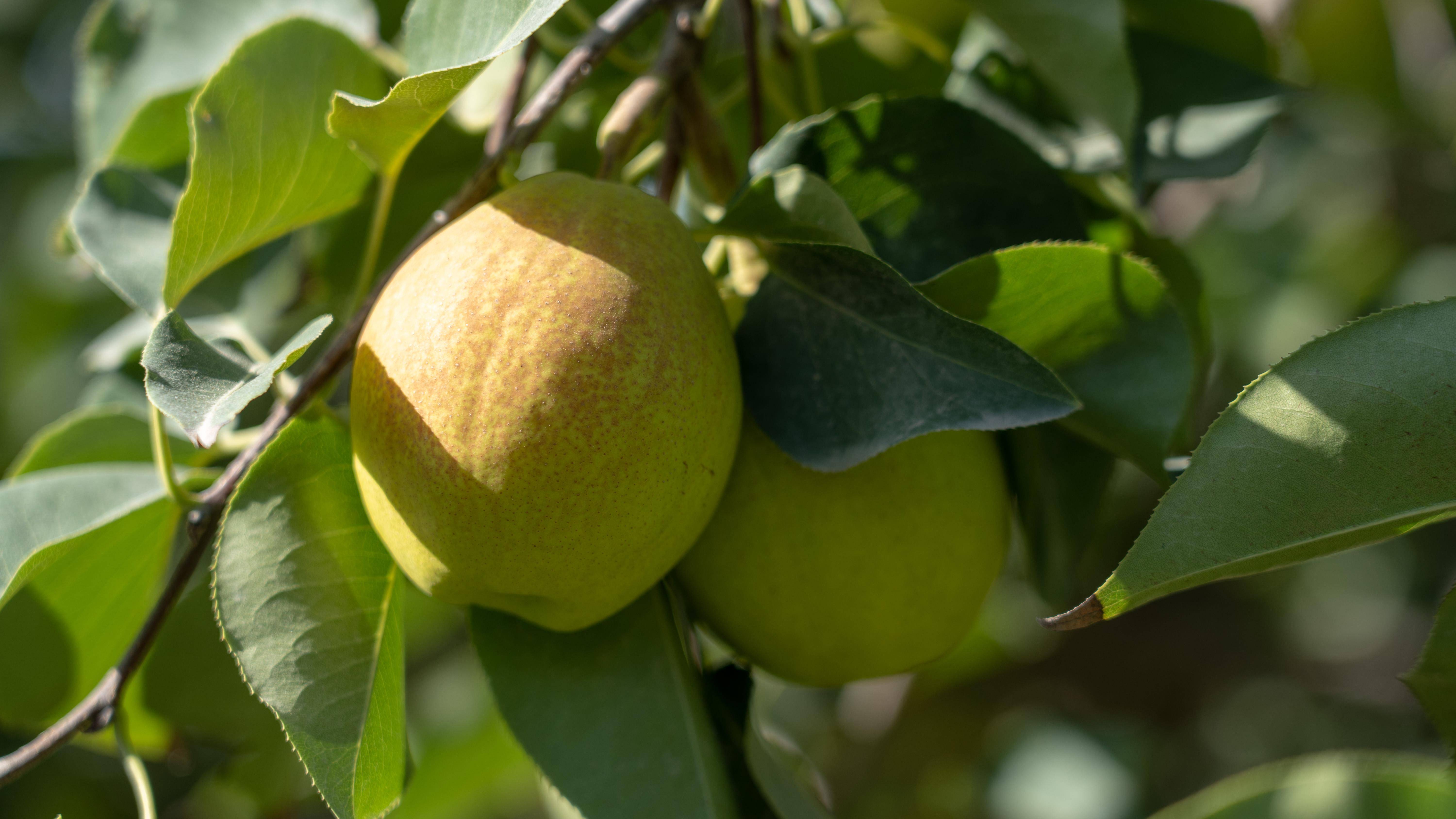 2万亩库尔勒香梨进入采收期 预计总产量30万吨_标准化_梨园_田间管理