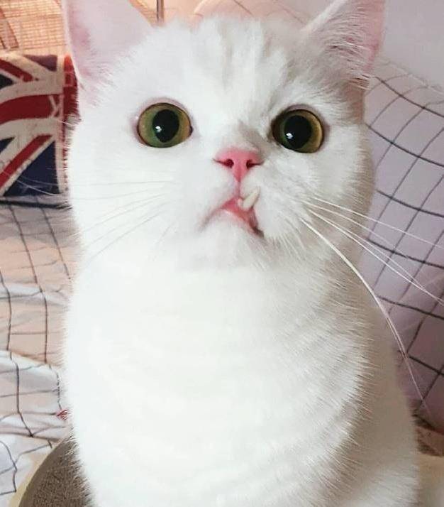 一只牙长歪了的猫猫,豁嘴也是盛世美颜,丑萌丑萌的说的就是它吧_猫咪