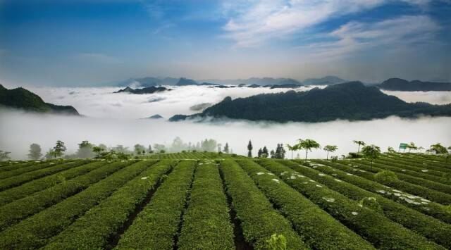 “白”来，不白来——湖南湘丰桑植白茶有限公司