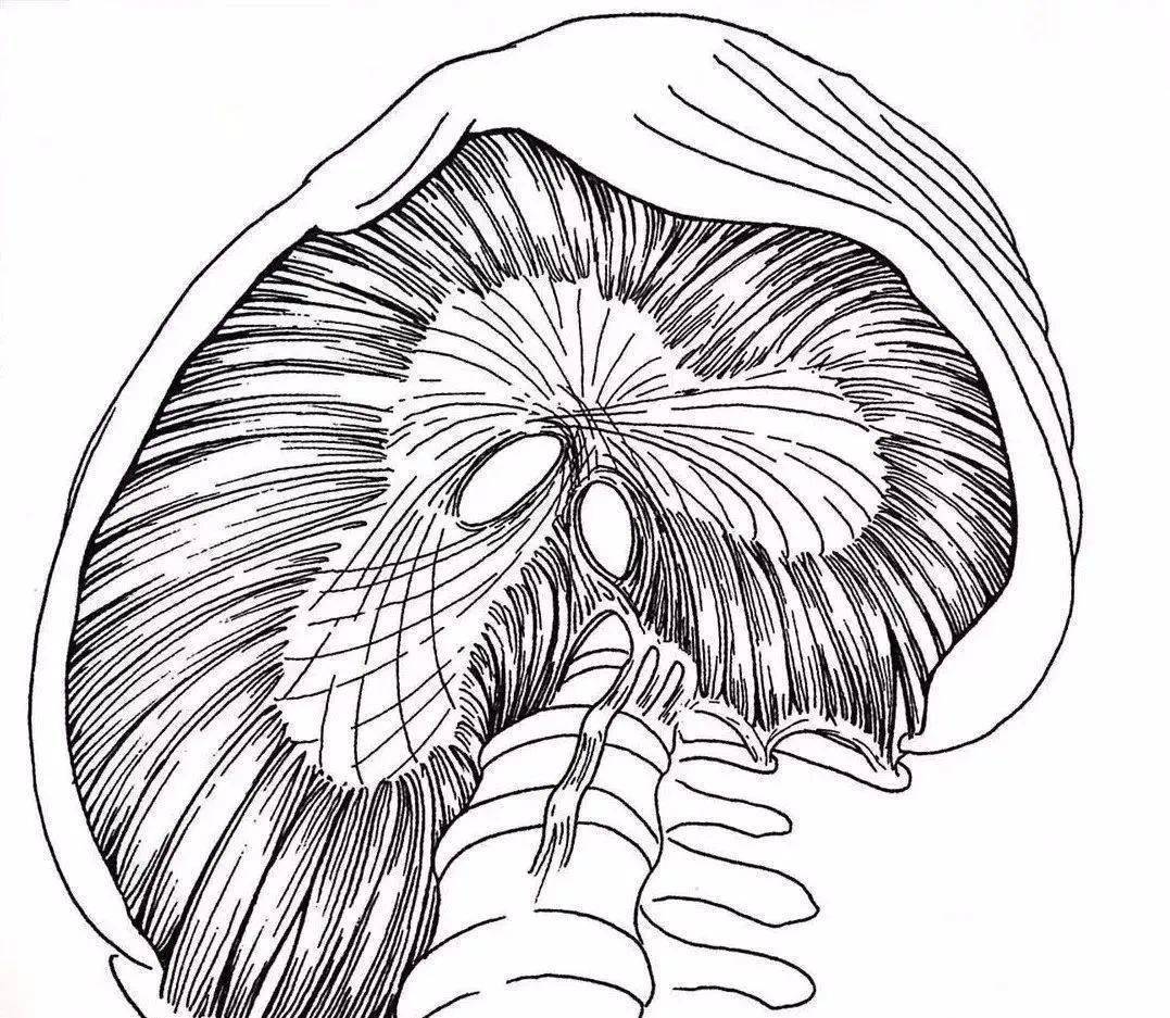 膈肌手绘图片